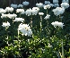 Złocień wielki (Leucanthemum superbum) 